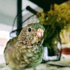 ベタ慣れビセイインコのオリーブちゃん♀３ヶ月半