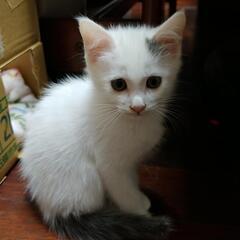 【子猫里親募集！】おっとりさん