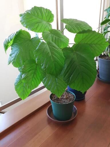 【お話中】ウンベラータ（大）　観葉植物　グリーン