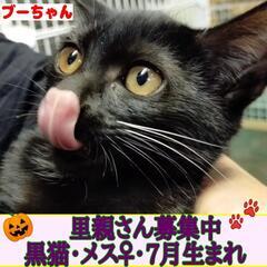 🐾7月生まれの黒猫♀「ブーちゃん」