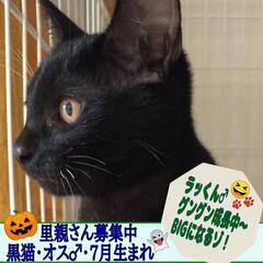 🐾7月生まれの黒猫♂「臆病者のラッくん」