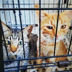 保護子猫の里親募集！!(代理投稿)
