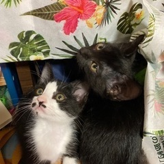 人が大好きな姉妹猫ちゃん