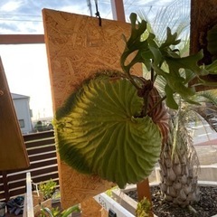 ビカクシダ、観葉植物🌱　爬虫類🦔猛禽類🦉