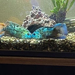 ブルーデンプシー　　成魚