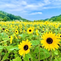 ゆるっとお付き合いしませんか？