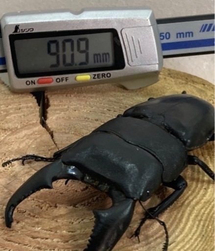 スマトラオオヒラタ　幼虫5頭　大型優良血統