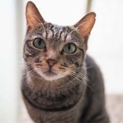 ロン ♀ - 猫