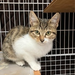 決まりました。かわいい子猫
