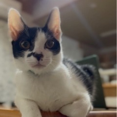 とっても甘えんぼさんの家族を募集します！