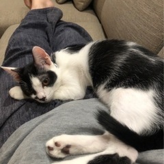 とっても甘えんぼさんの家族を募集します！ − 鳥取県