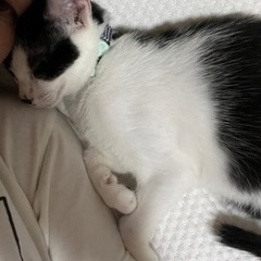 とっても甘えんぼさんの家族を募集します！ - 猫