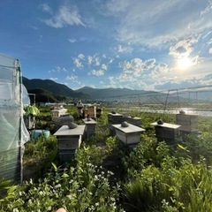 日本ミツバチ、養蜂巣箱、継箱、養蜂道具