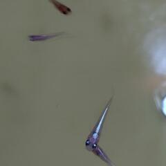 ミックスメダカ 10匹の画像