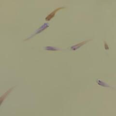 ミックスメダカ 10匹の画像