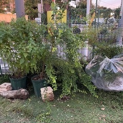 庭木花苗バラ苗一律ワンコイン