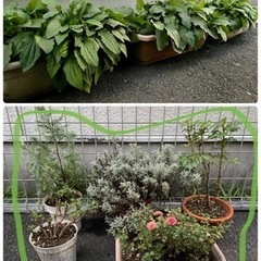 庭木花苗バラ苗一律ワンコインの画像