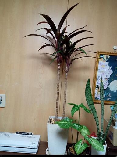 観葉植物Ｒ５