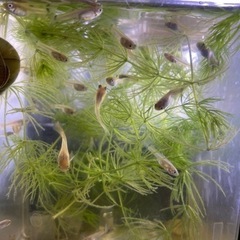 グッピー稚魚1.5-2cm　5匹　400円の画像