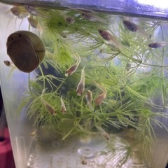 グッピー稚魚1.5-2cm　5匹　400円の画像