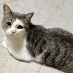 ちぇるたま｡ ♀