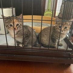 仔猫里親さん募集！