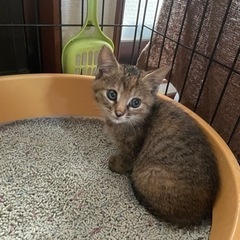 仔猫里親さん募集！ - 大津市