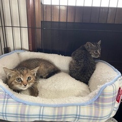 仔猫里親さん募集！ - 猫