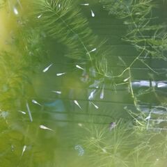 🚰メダカの赤ちゃんの為のグリーンウォーター🚰