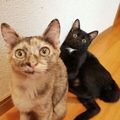 可愛い兄妹(家族が決まりました！)