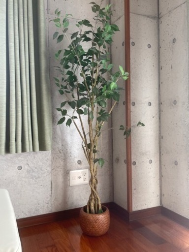フェイク観葉植物　鉢付き