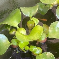 布袋草の画像