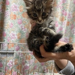 キジトラきょうだい