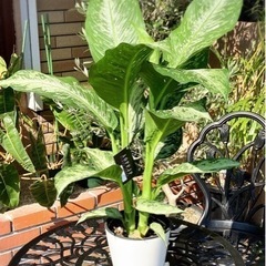 【観葉植物】ディフェンバキア　ティキ　５号サイズ