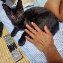 交渉中につき、受付一時停止です！三ヶ月の黒猫きょうだいオスとメス