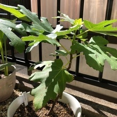 いちじくの苗　バナーネ1鉢
