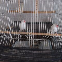 兄弟の文鳥です