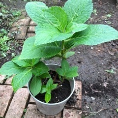 紫陽花　白