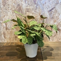 【観葉植物】クテナンセ　ブルレーマルクシー　5号鉢植え　荒木植物園