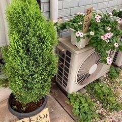 ガレージセール プレゼント付き