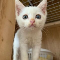 ❤どこでもすぐに適応。活発で人懐っこい子です。