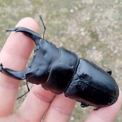 久留米産オオクワガタ　及び　地元本土ヒラタ