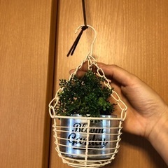 【お取引先決まりました　あげます　引越し処分直前】フェイクグリーン小物の画像