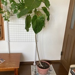 観葉植物　ウンベラータ① 下見検討可能です