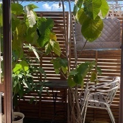 観葉植物　ウンベラータ③  下見検討可能です