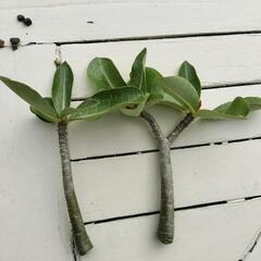 アデニウム　アラビカム　塊根植物　観葉植物