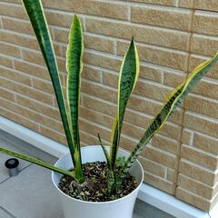 観葉植物　サンスベリア（サンセベリア）