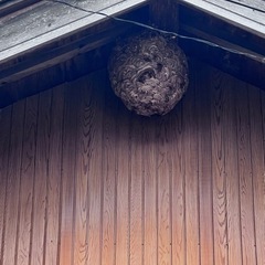 害虫･害獣駆除 バスターコール24 - 地元のお店