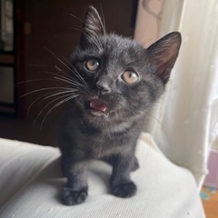 子猫1匹とママの里親さん募集中❣️親子ペアでのお迎え優先します！