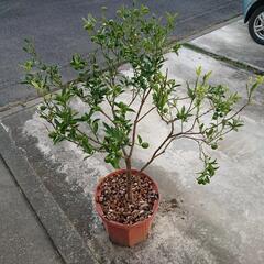 金柑の鉢植え